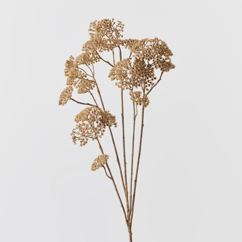Achillea Spray 91cm