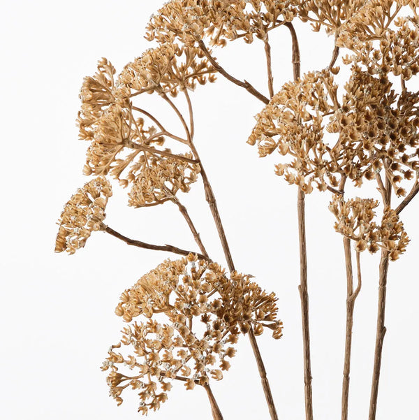 Achillea Spray 91cm