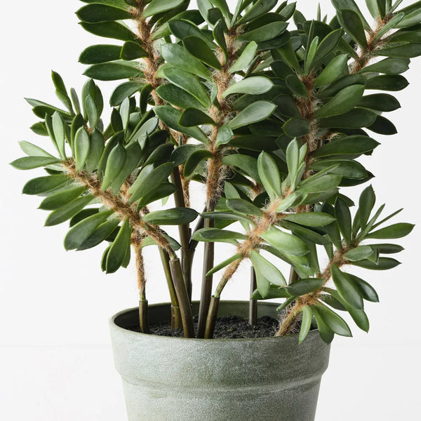 Alhagi Plant 40cm / Green