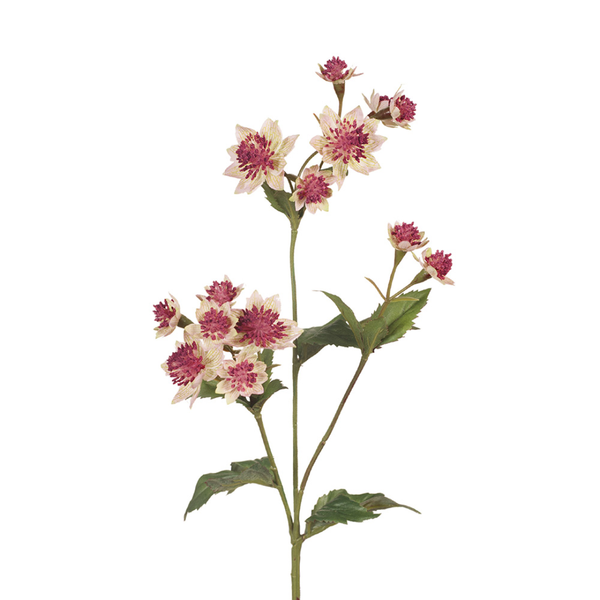 Astrantia Spray 49cm / Pink Green