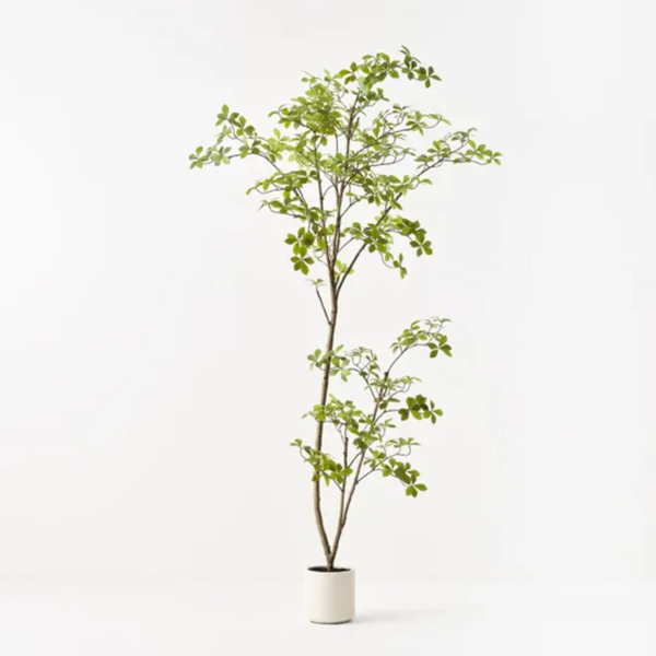 Cape Jasmine Tree 200cm / Green