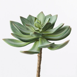Echeveria 14cm  / Green Red