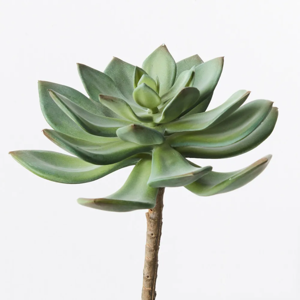 Echeveria 14cm  / Green Red
