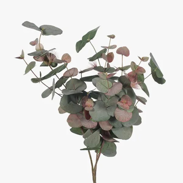 Eucalyptus Flowering Spinning Gum Bush 60cm / Pink