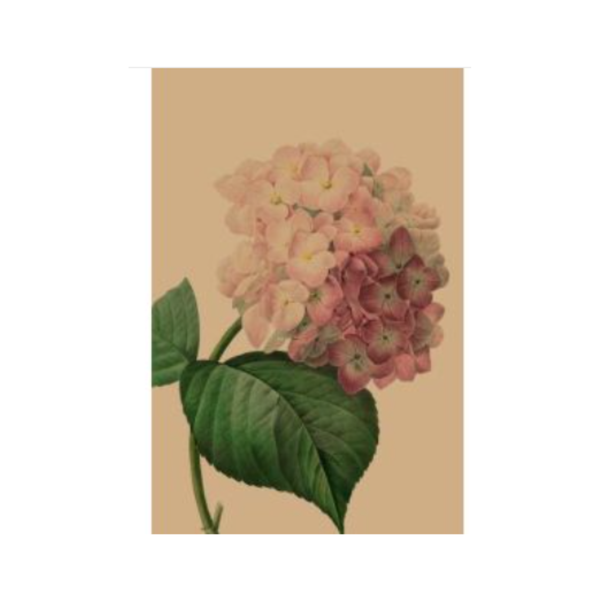 Purple Hydrangea Card