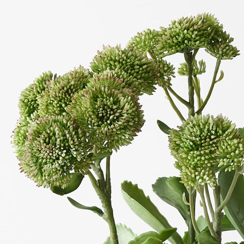 Sedum Plant 48cm / Green Pink