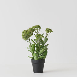 Sedum Plant 48cm / Green Pink
