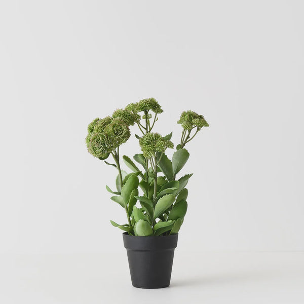 Sedum Plant 48cm / Green Pink