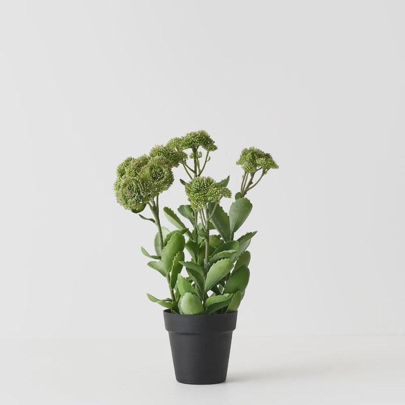 Sedum Plant 48cm / Green Pink