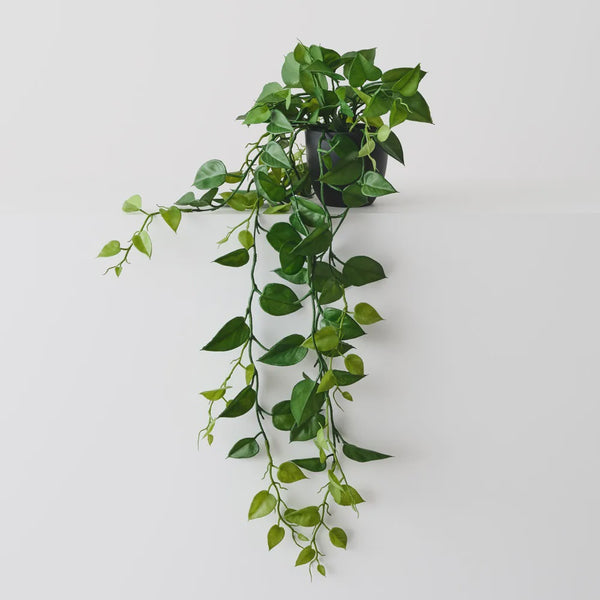 Philodendron Hanging Plant 105cm / Green