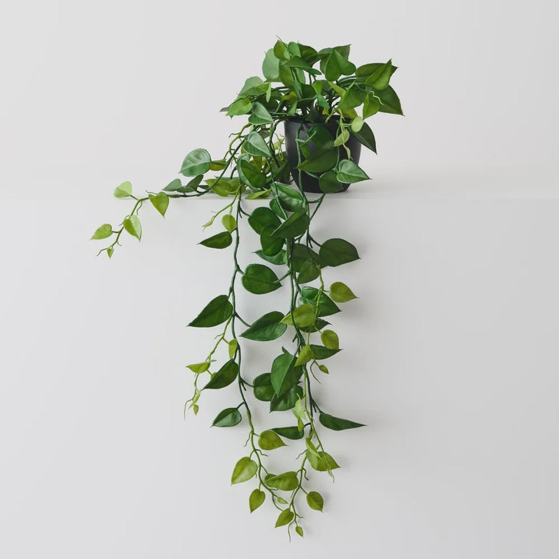Philodendron Hanging Plant 105cm / Green