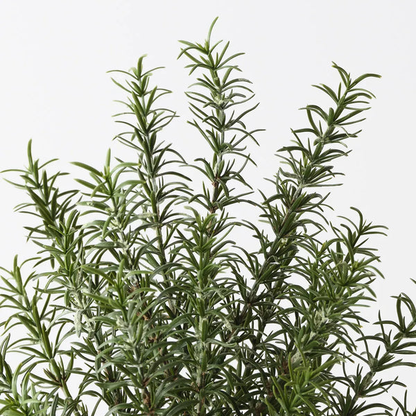 Rosemary Plant 38cm / Green