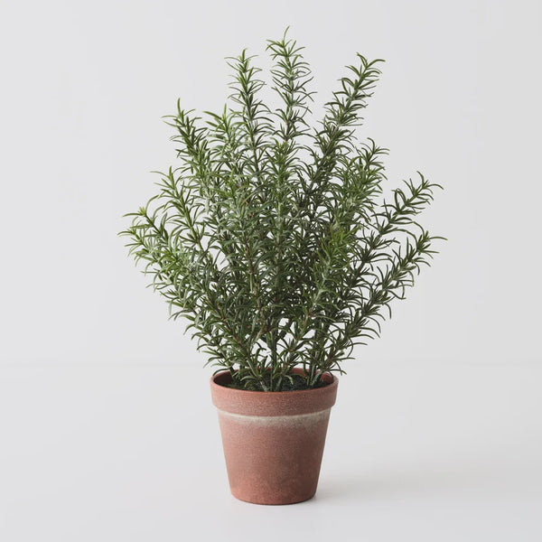 Rosemary Plant 38cm / Green