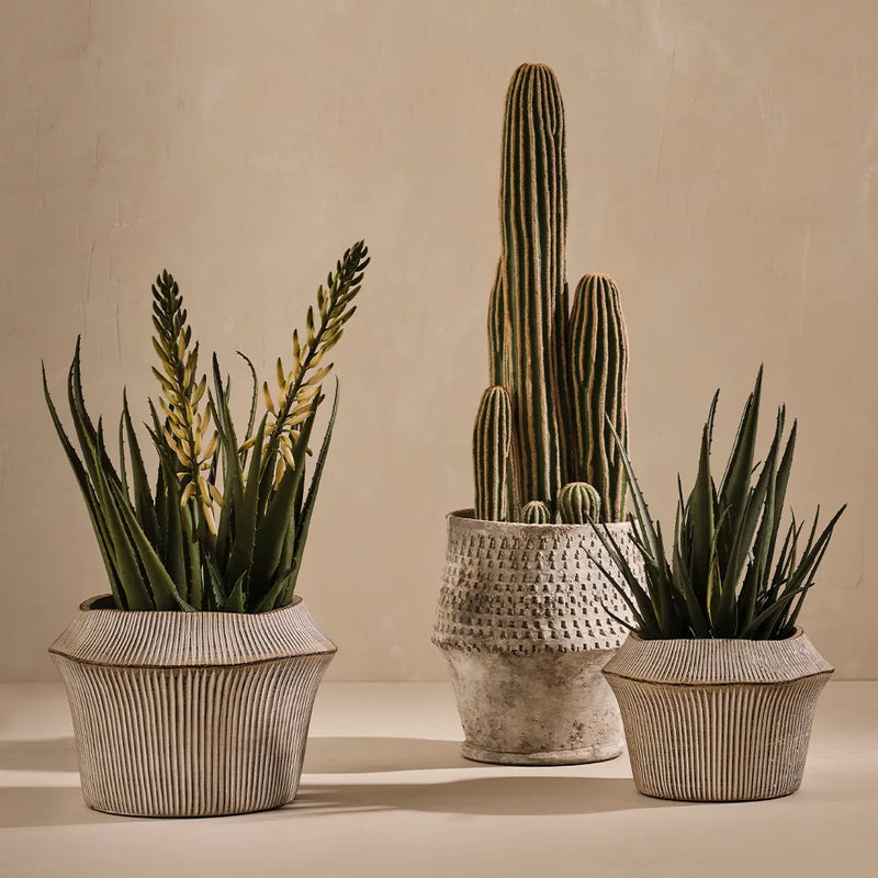 Agave Flowering Plant 56cm / White Green