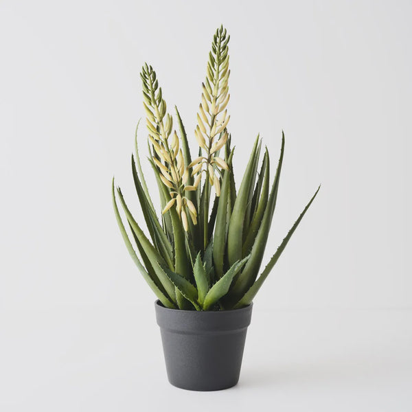 Agave Flowering Plant 56cm / White Green