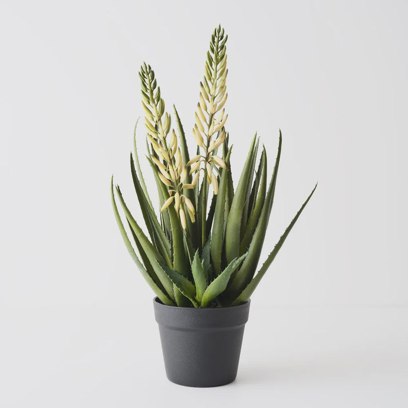 Agave Flowering Plant 56cm / White Green