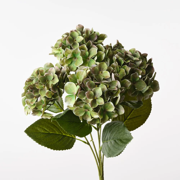 Hydrangea Bush 50cm / Green Brown