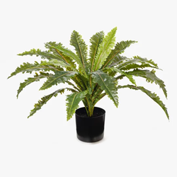 Fern Asplenium Plant 66cm / Green