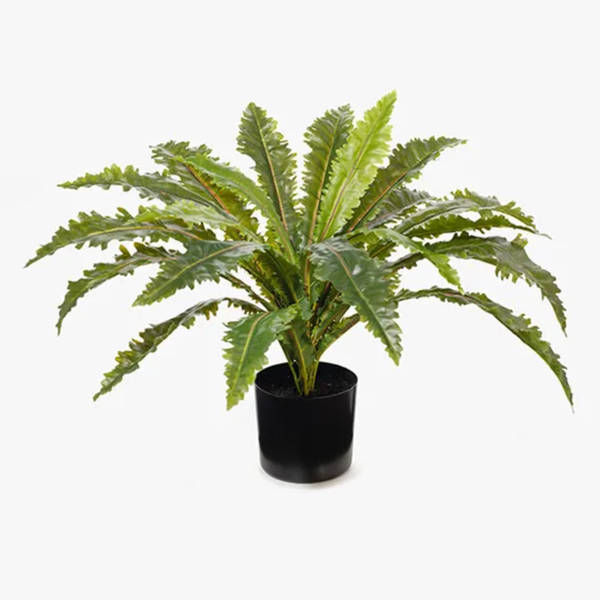 Fern Asplenium Plant 66cm / Green