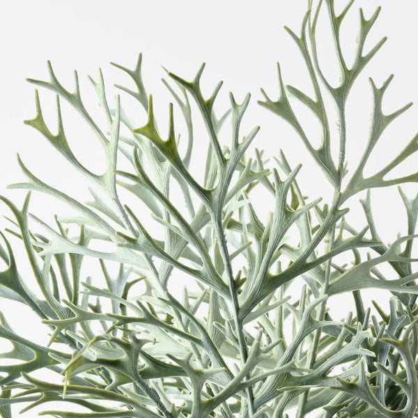 Fern Staghorn Bush 59cm / Grey Green