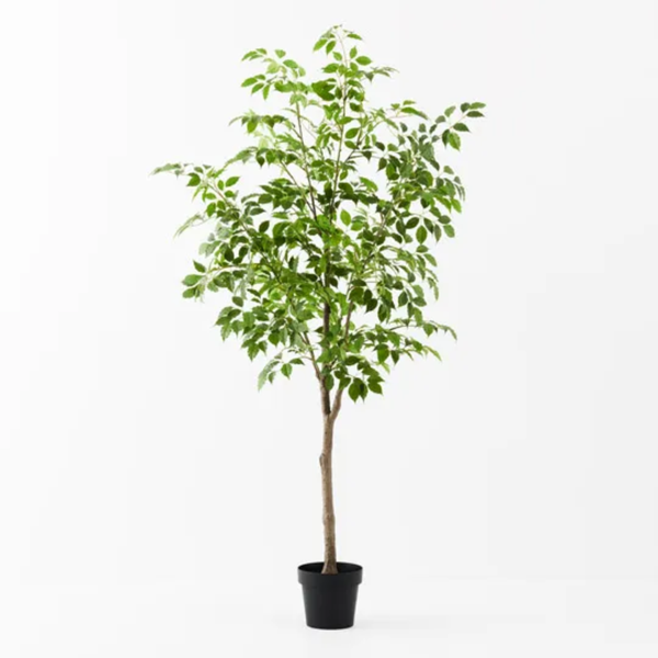 Ficus Tree 180cm / Green