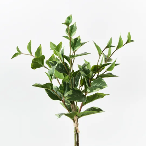 Ficus Leaf Bundle 47cm / Variegated
