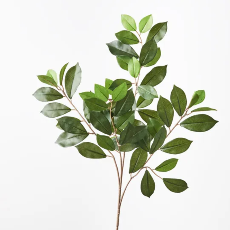 Ficus Retusa leaf Spray 64cm / Green