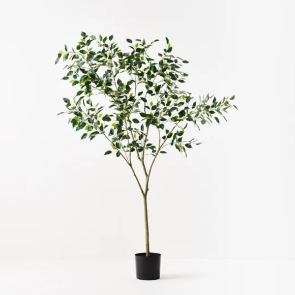 Ficus Tree 210cm / Green