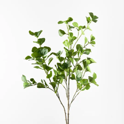 Ficus Triangle Spray 112cm / Green