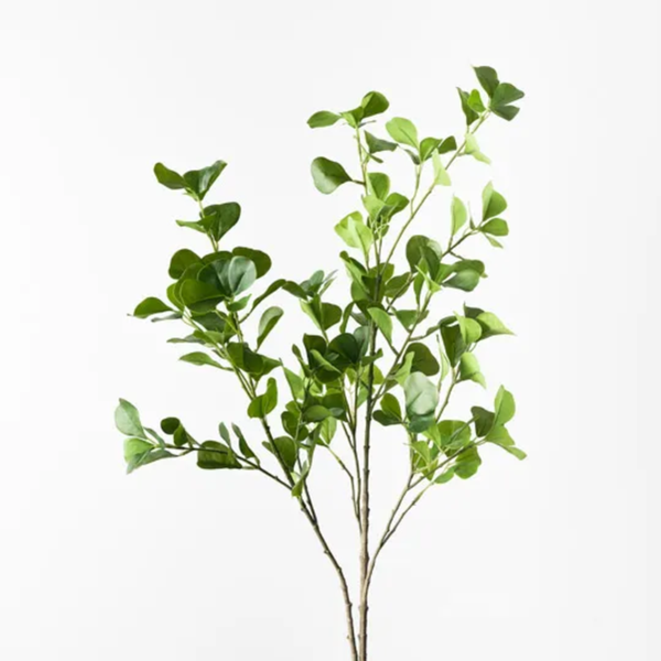 Ficus Triangle Spray 112cm / Green