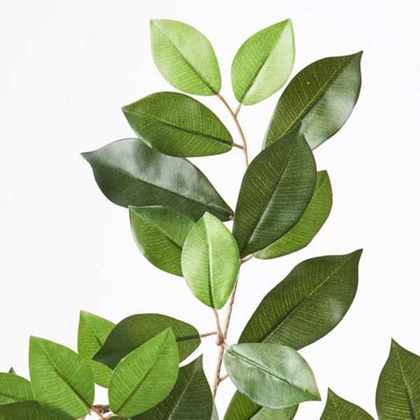 Ficus Retusa leaf Spray 64cm / Green