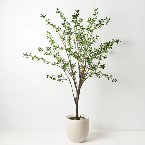 Ficus Tree 178cm / Green