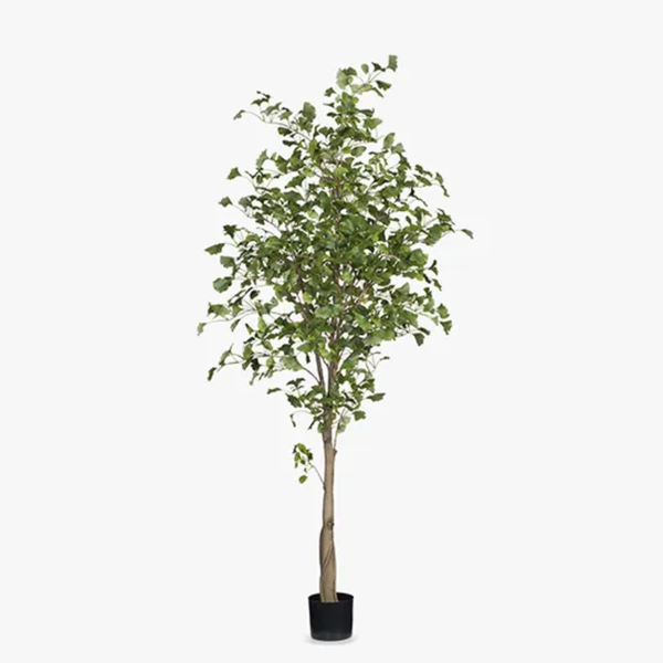 Ginkgo Tree 213cm / Green