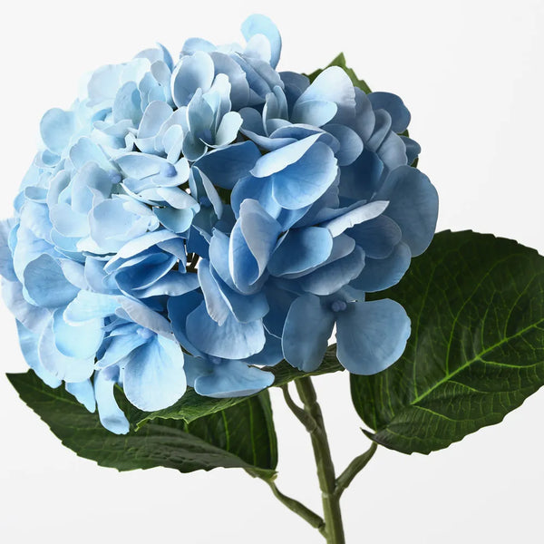 Hydrangea 60cm / Blue