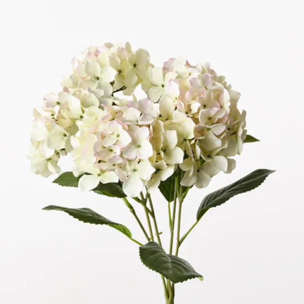 Hydrangea Bush 50cm / Cream Pink
