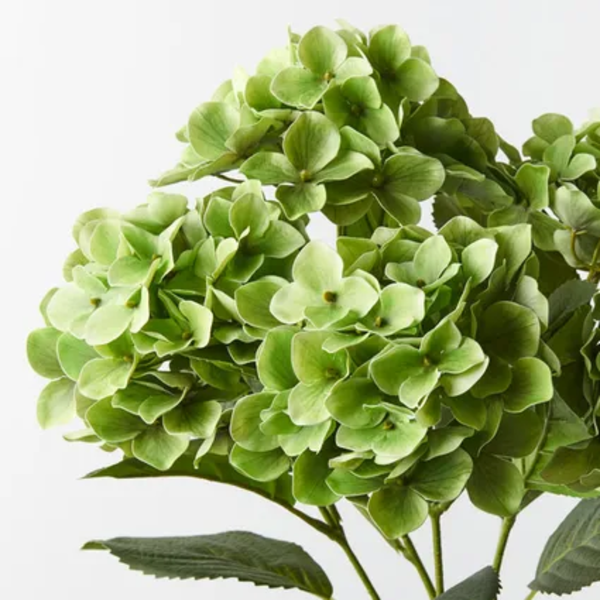 Hydrangea Bush 50cm / Green