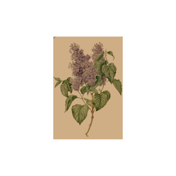 Hydrangeas Card / Purple