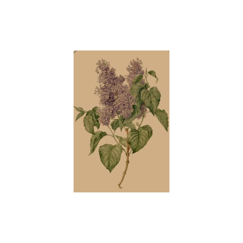 Hydrangeas Card / Purple