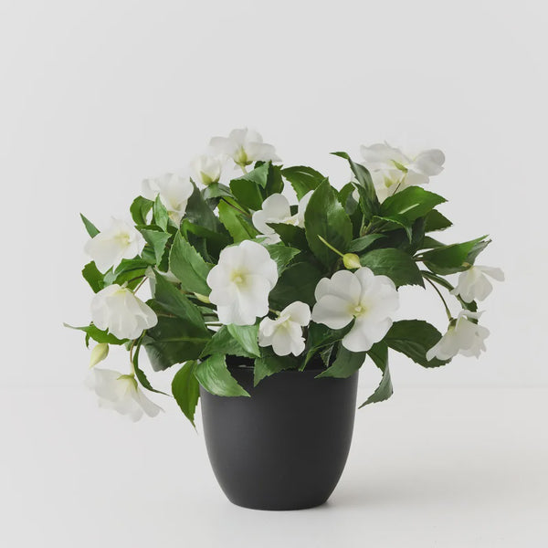 Impatiens Plant 28cm / White