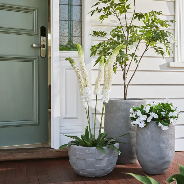 Impatiens Plant 28cm / White