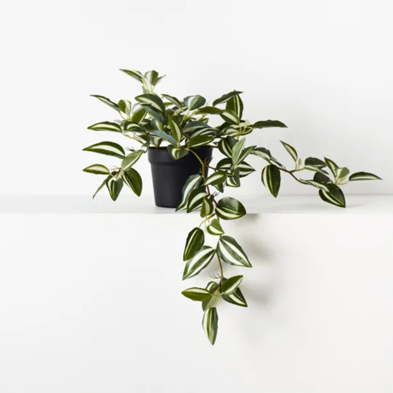 wandering jew plant pot Wandering Jew Hanging Bush Pot / Green White – Home Goods Hardware