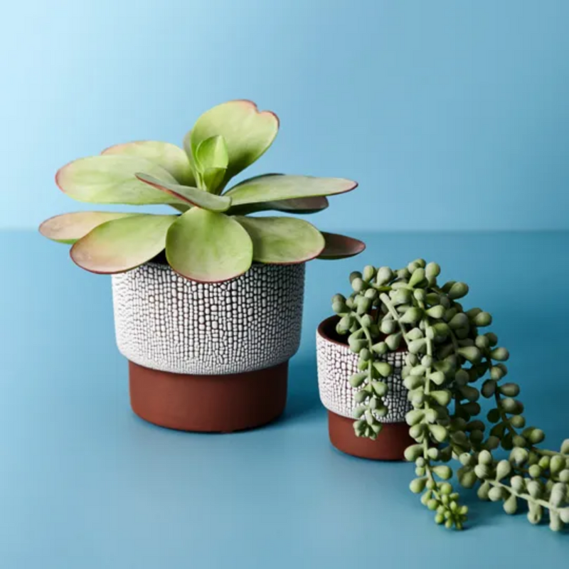 Kalanchoe Flapjack in Pot / Green Burgandy