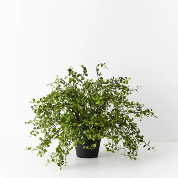 Maidenhair Vine Plant 36cm / Green
