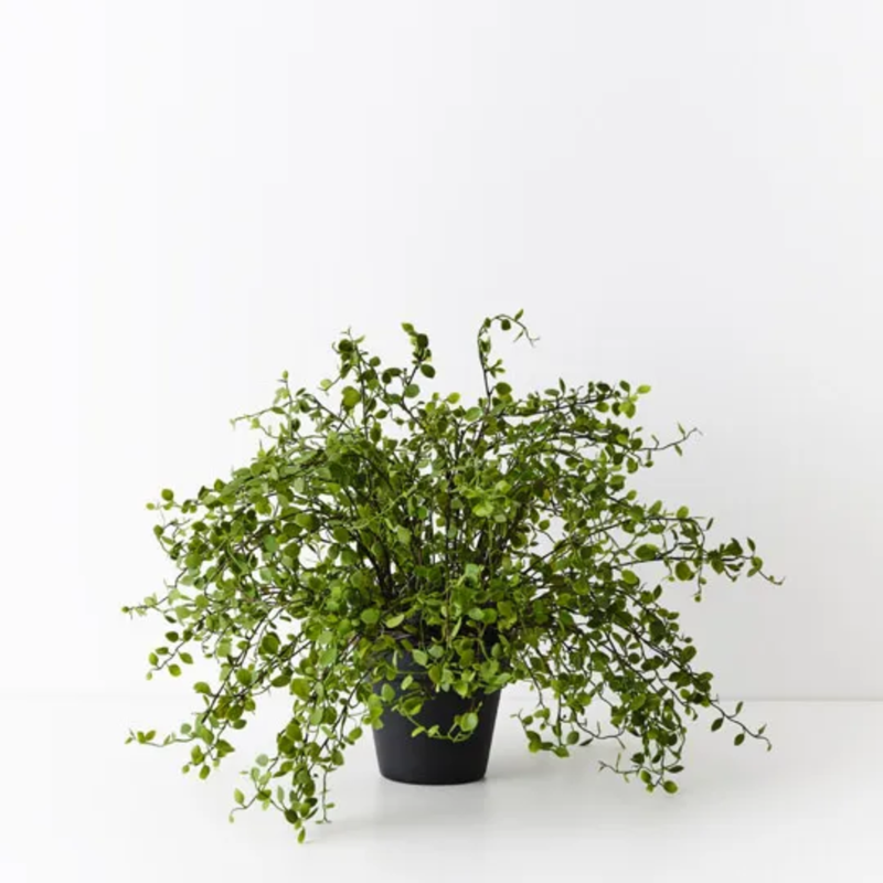 Maidenhair Vine Plant 36cm / Green