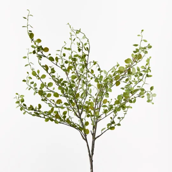 Maidenhair Vine Bush 35cm / Green
