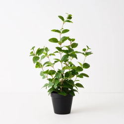 Mint Plant