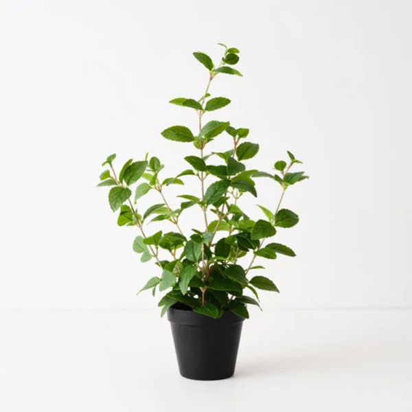 Mint Plant