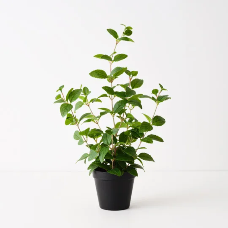 Mint Plant