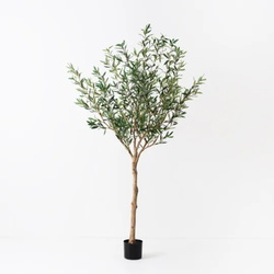 Olive Tree 183cm / Grey Green