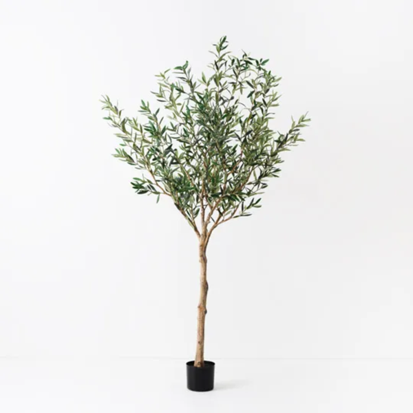 Olive Tree 183cm / Grey Green